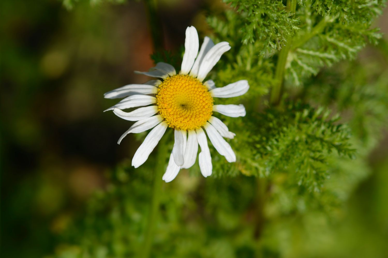 What Is Akarkara? Ayurvedic Uses, Benefits, Dosage &amp; More