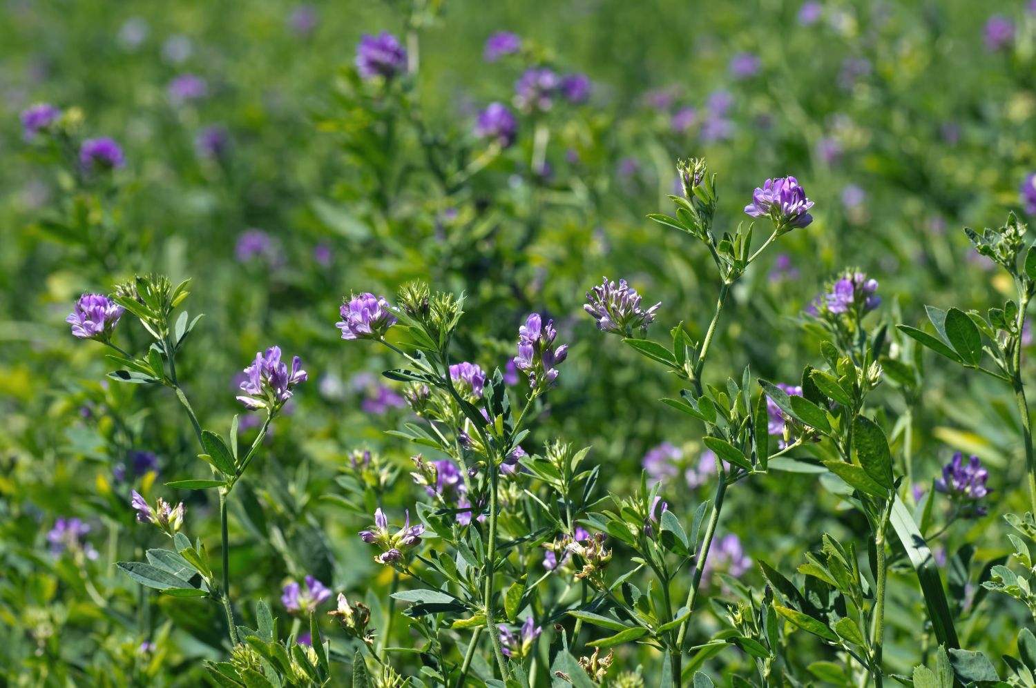Alfalfa - The Green Super leaf for Hormones, Digestion &amp; Immunity